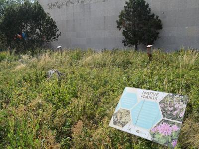 A garden bed with tall grasses and wildflowers in front of a grey stone wall, featuring an informational sign titled "NATIVE PLANTS" with the Royal Saskatchewan Museum logo at the bottom.