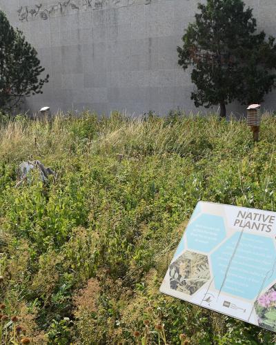 A garden bed with tall grasses and wildflowers in front of a grey stone wall, featuring an informational sign titled "NATIVE PLANTS" with the Royal Saskatchewan Museum logo at the bottom.