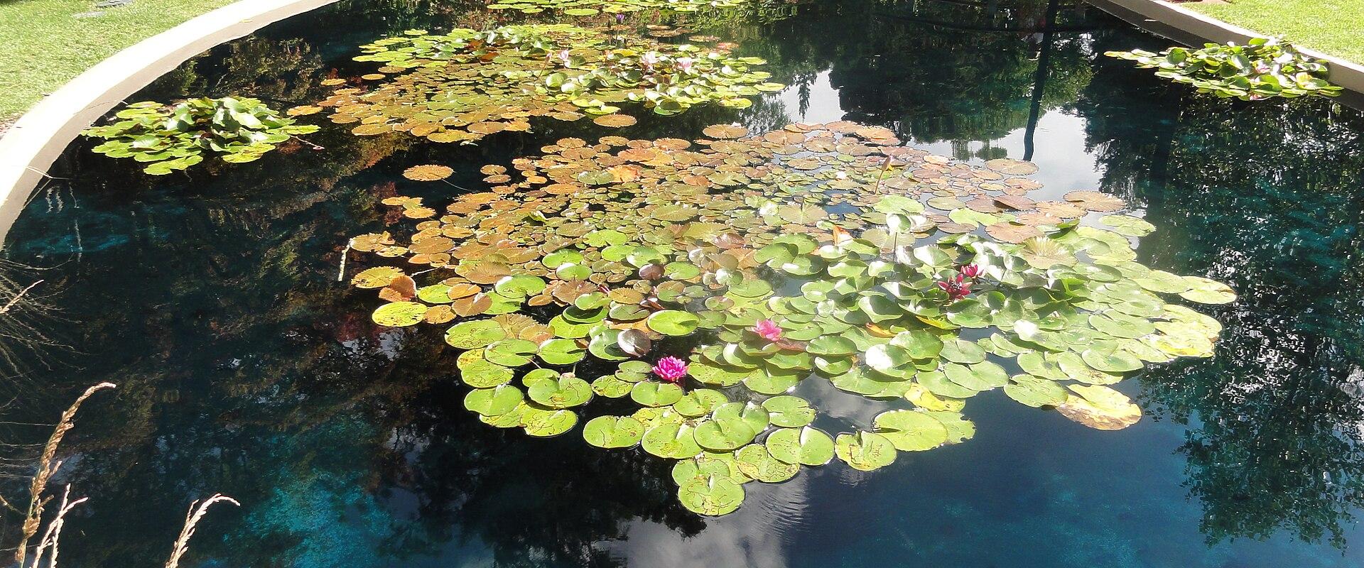 A lily pond in the Royal Botanical Gardens, Hamilton