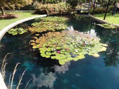 A lily pond in the Royal Botanical Gardens, Hamilton