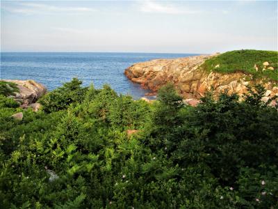 A coastal landscape featuring rocky headlands jutting into the ocean, with dense green vegetation and small pink wildflowers in the foreground.