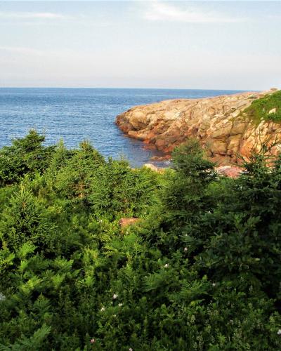 A coastal landscape featuring rocky headlands jutting into the ocean, with dense green vegetation and small pink wildflowers in the foreground.