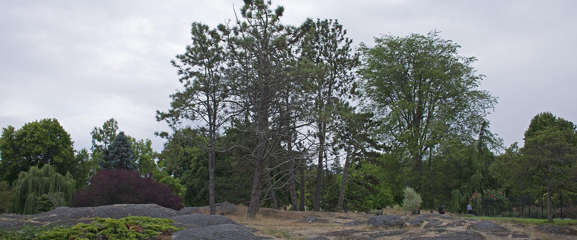 Beacon Hill Park
