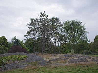 A landscape view of a rocky, grassy knoll with several pine and deciduous trees under an overcast sky, with a few people visible in the background near a fence line.