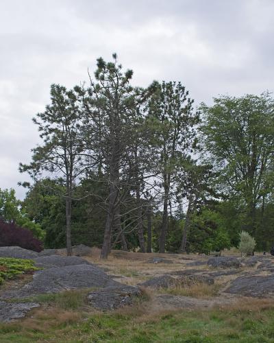 A landscape view of a rocky, grassy knoll with several pine and deciduous trees under an overcast sky, with a few people visible in the background near a fence line.