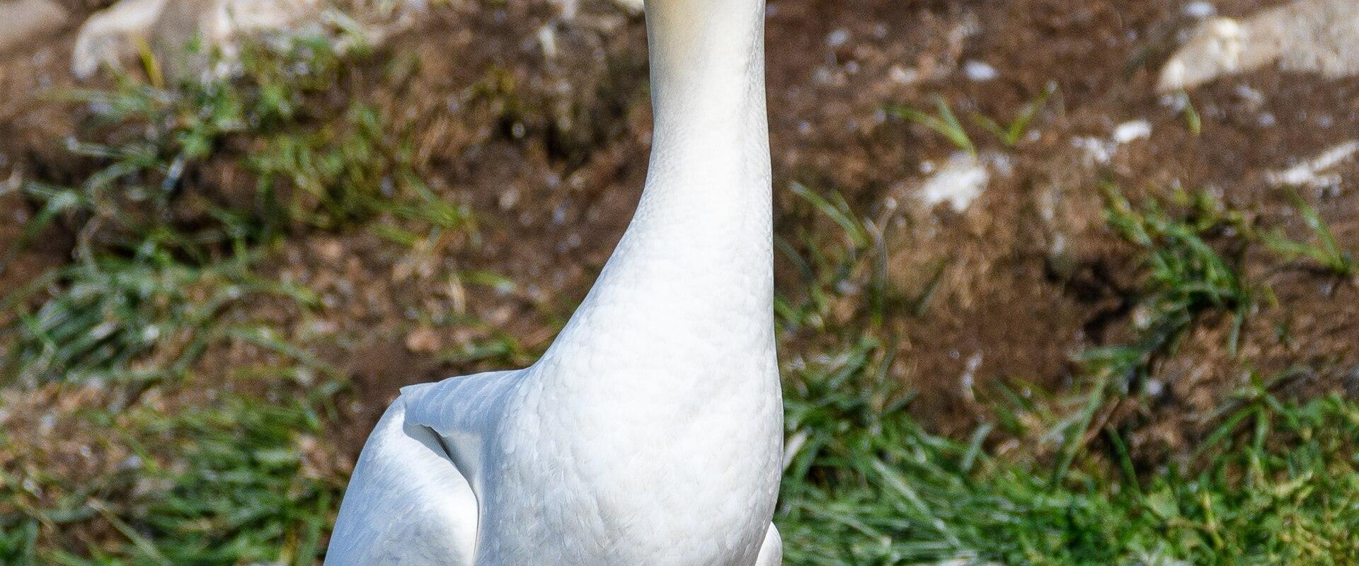 A close-up photograph of a Northern Gannet standing on a rocky ledge with grass and another gannet in the background.