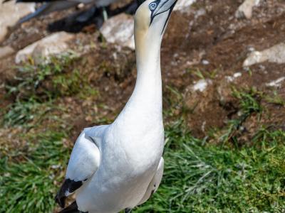 A close-up photograph of a Northern Gannet standing on a rocky ledge with grass and another gannet in the background.