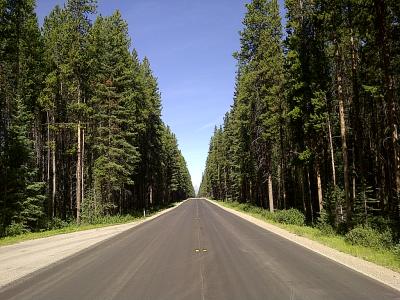 A paved two-lane road stretching straight through a dense coniferous forest under a clear blue sky, with yellow road reflectors visible in the center.