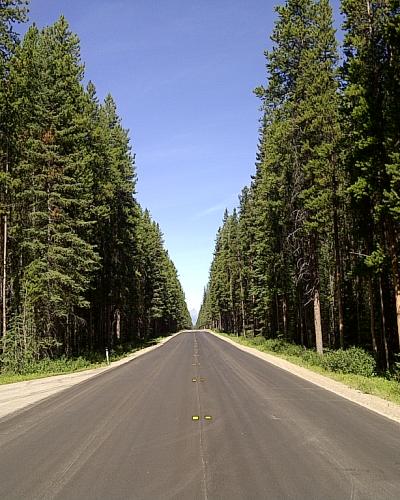 A paved two-lane road stretching straight through a dense coniferous forest under a clear blue sky, with yellow road reflectors visible in the center.