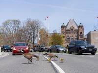 Spring in Toronto