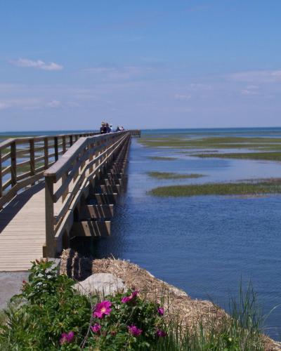 A long wooden boardwalk extending over a marshy body of water, with a few people walking on it and pink flowers in the foreground.