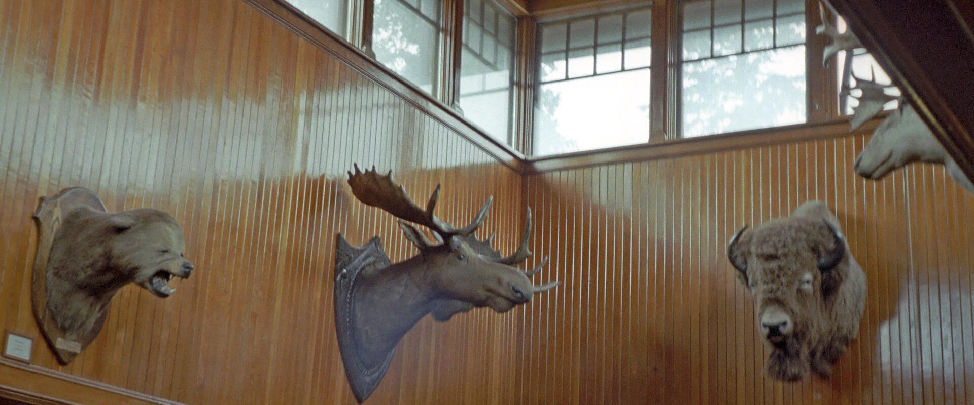 Banff Park Museum National Historic Site