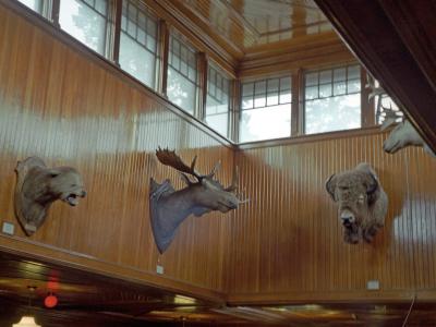 The interior of a museum hall featuring wood-paneled walls and a high ceiling, displaying taxidermy mounts of a bear, a moose, and a bison, along with glass display cabinets below.