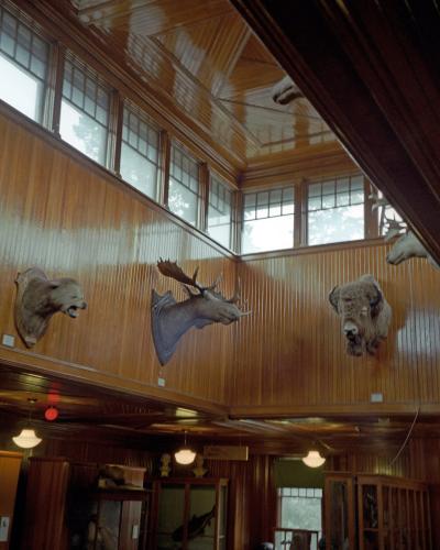 The interior of a museum hall featuring wood-paneled walls and a high ceiling, displaying taxidermy mounts of a bear, a moose, and a bison, along with glass display cabinets below.