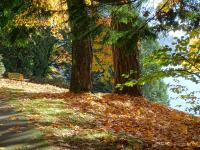 Autumn in Vancouver