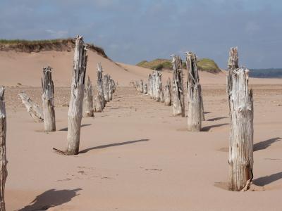 A row of weathered, vertical wooden posts protruding from a wide sandy beach, with sand dunes and grassy vegetation in the background.