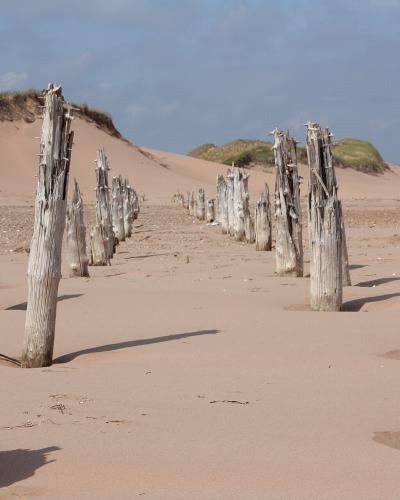 A row of weathered, vertical wooden posts protruding from a wide sandy beach, with sand dunes and grassy vegetation in the background.