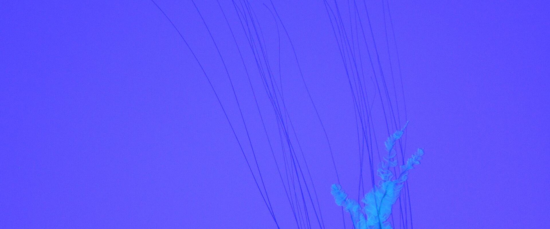Ripley's Aquarium of Canada