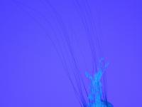 Ripley's Aquarium of Canada