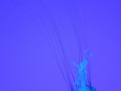 A close-up photograph of a jellyfish with a translucent bell and long, thin tentacles, illuminated in blue against a solid blue background.