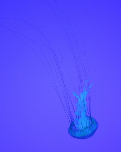A close-up photograph of a jellyfish with a translucent bell and long, thin tentacles, illuminated in blue against a solid blue background.