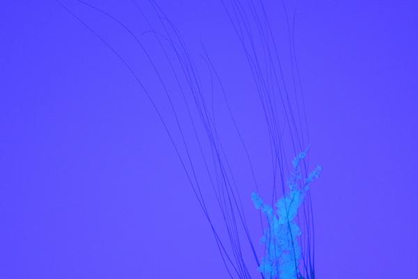 Ripley's Aquarium of Canada