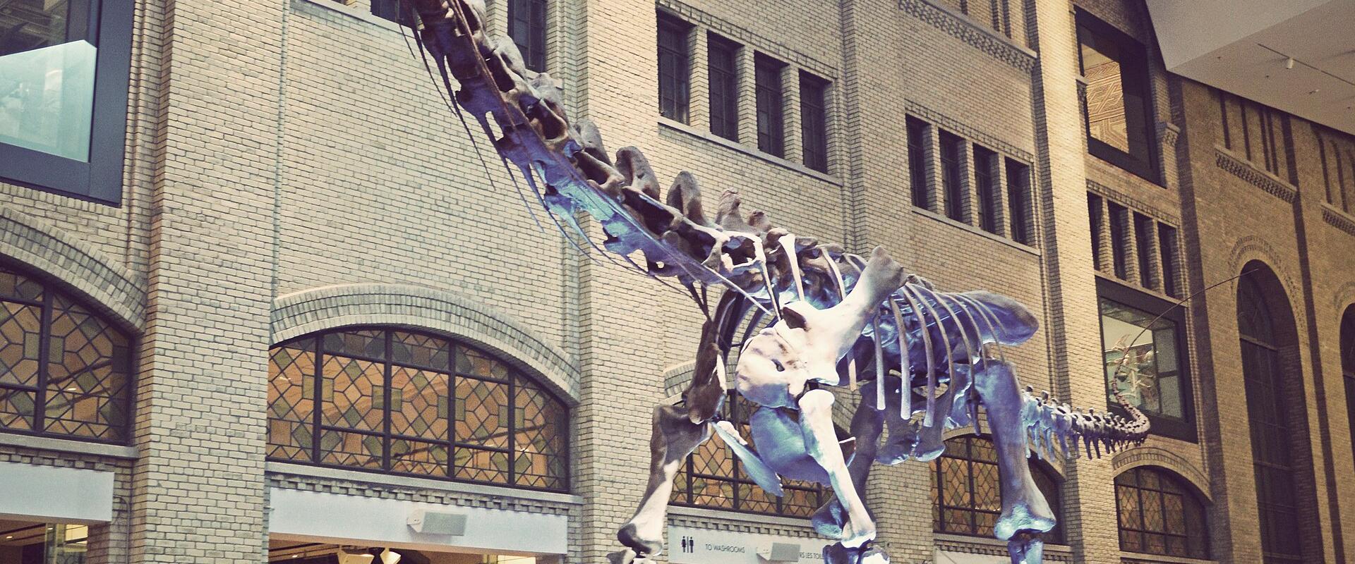 Royal Ontario Museum (ROM)