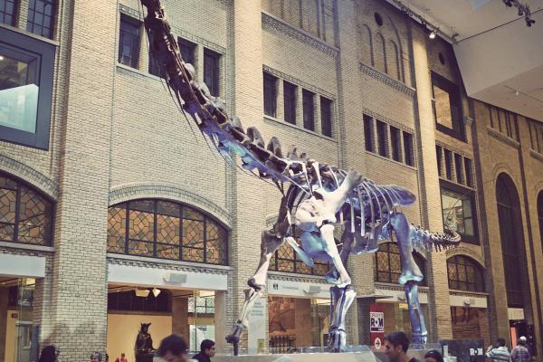 Royal Ontario Museum (ROM)