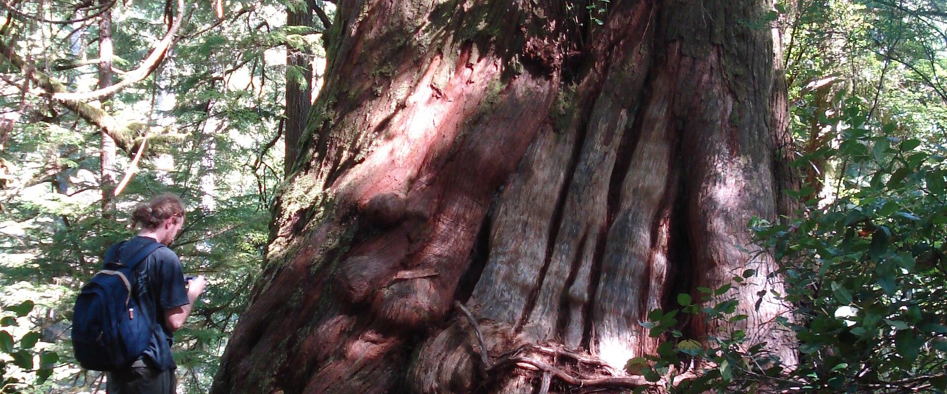 Boardwalk past a giant western red cedar on Meares Island