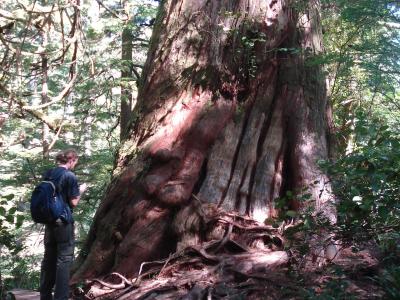 Boardwalk past a giant western red cedar on Meares Island