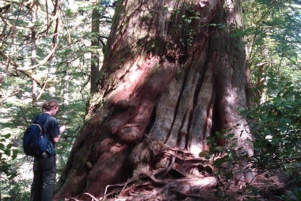 Meares Island Big Tree Trail