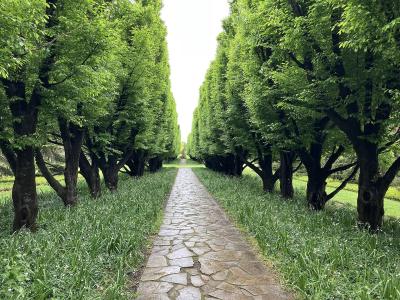 A stone flagstone pathway leads straight ahead through a symmetrical avenue of mature, leafy green trees flanked by grassy verges.