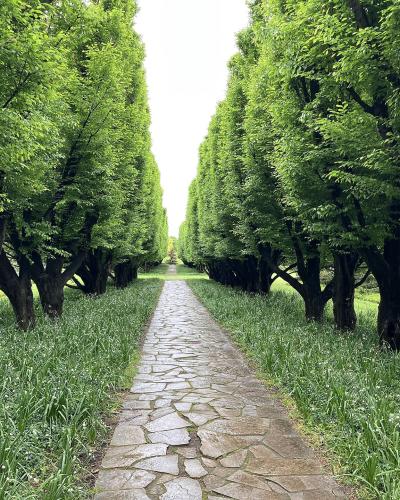 A stone flagstone pathway leads straight ahead through a symmetrical avenue of mature, leafy green trees flanked by grassy verges.