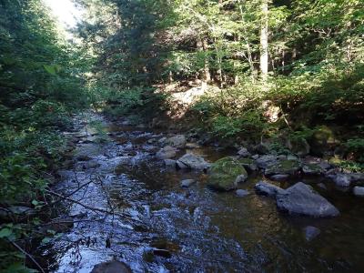 A rocky stream flowing through a dense, sun-dappled forest with moss-covered stones and lush green vegetation on the banks.