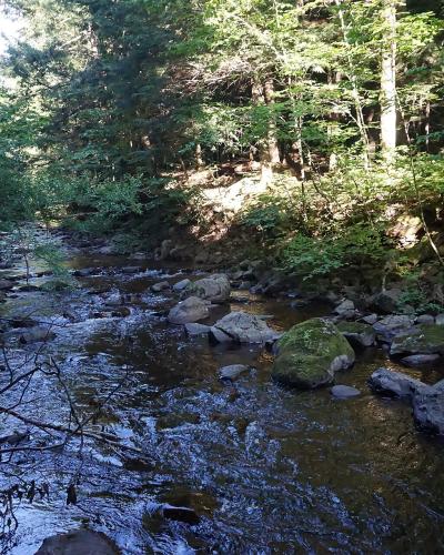 A rocky stream flowing through a dense, sun-dappled forest with moss-covered stones and lush green vegetation on the banks.