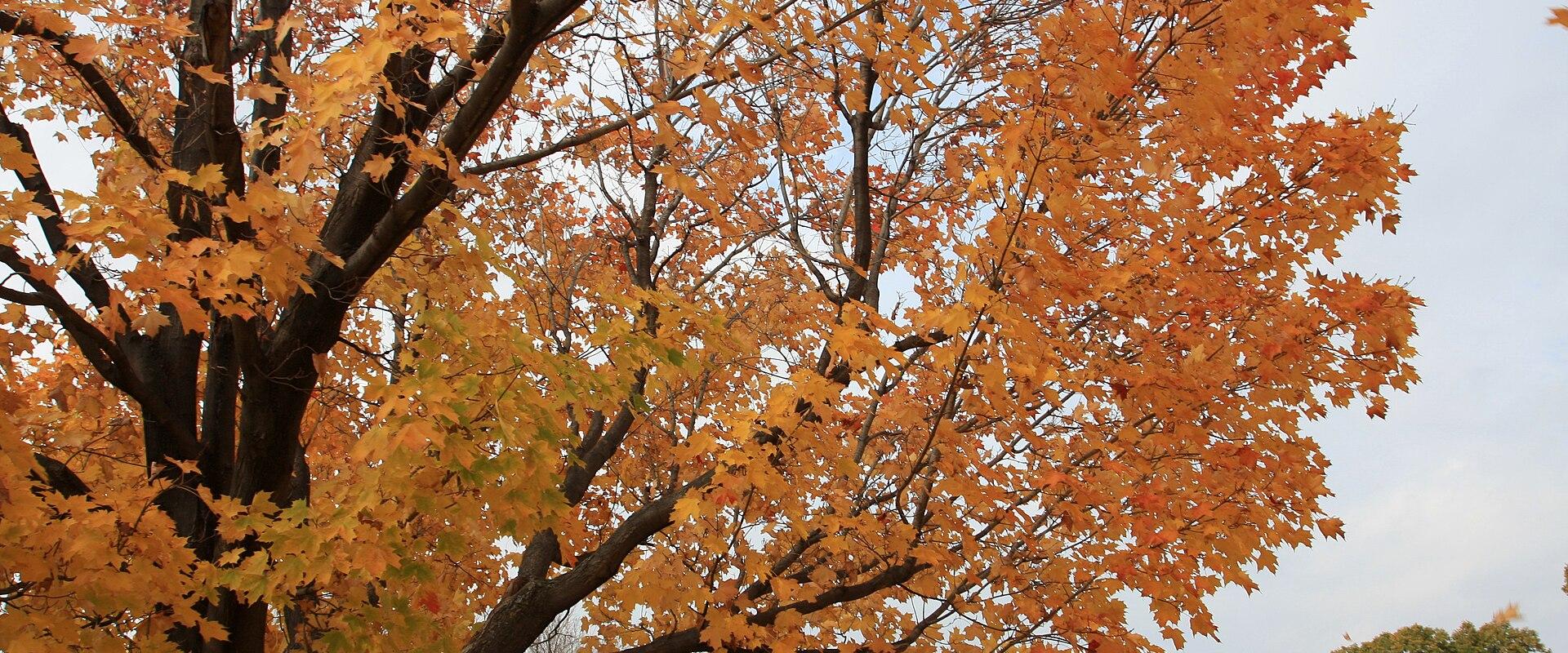 Autumn in Ottawa