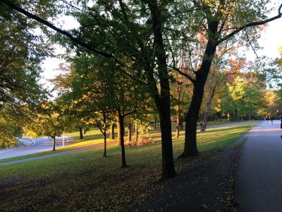 A paved path and a road curve through a wooded park area with trees showing autumn foliage and fallen leaves on the ground.