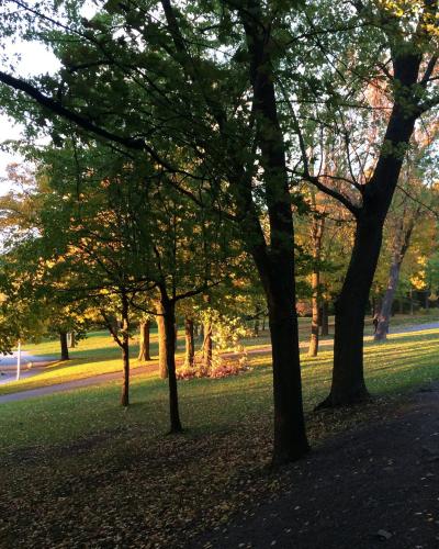 A paved path and a road curve through a wooded park area with trees showing autumn foliage and fallen leaves on the ground.