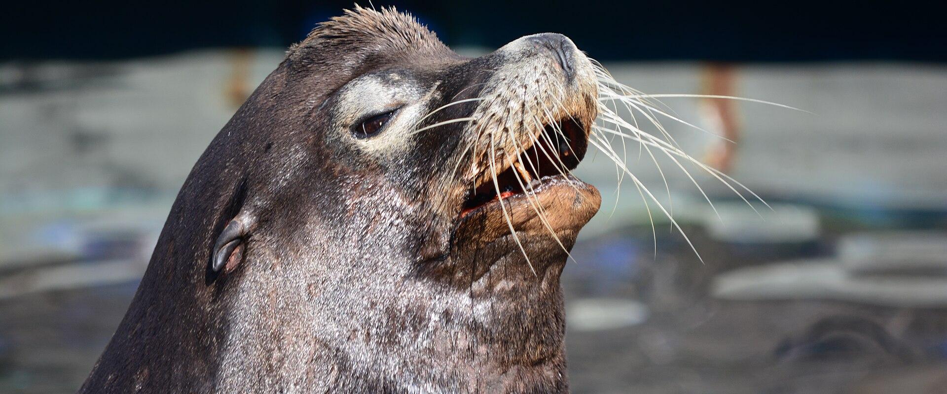 A close-up photograph of a California sea lion with its mouth open, showing teeth and whiskers, in an aquatic enclosure.
