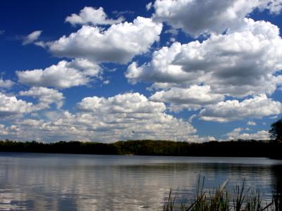 A landscape photograph showing a calm body of water with reeds in the foreground, a tree-lined shore in the distance, and a bright blue sky with white clouds reflected on the surface.