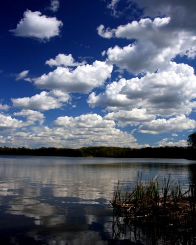 A landscape photograph showing a calm body of water with reeds in the foreground, a tree-lined shore in the distance, and a bright blue sky with white clouds reflected on the surface.