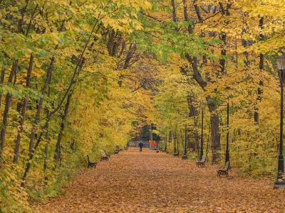 A tree-lined park pathway covered in autumn leaves, flanked by benches and vintage-style lampposts, with a person walking in the distance.
