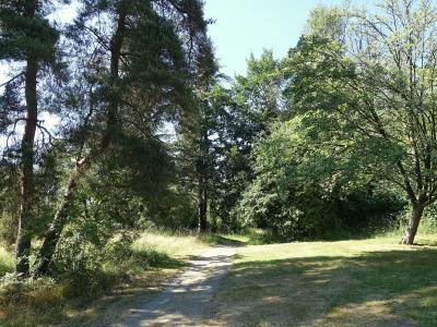 A dirt path winding through a grassy area with trees, including a large pine on the left, under a bright sky.