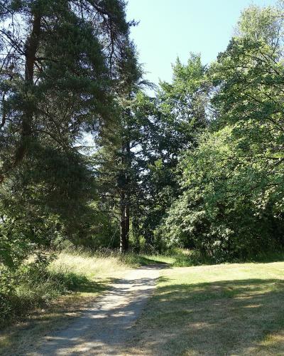 A dirt path winding through a grassy area with trees, including a large pine on the left, under a bright sky.